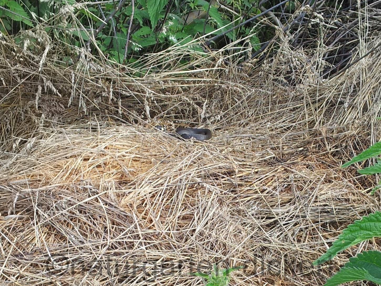 Naturgarten Dickert Eidechsen Und Schlangen