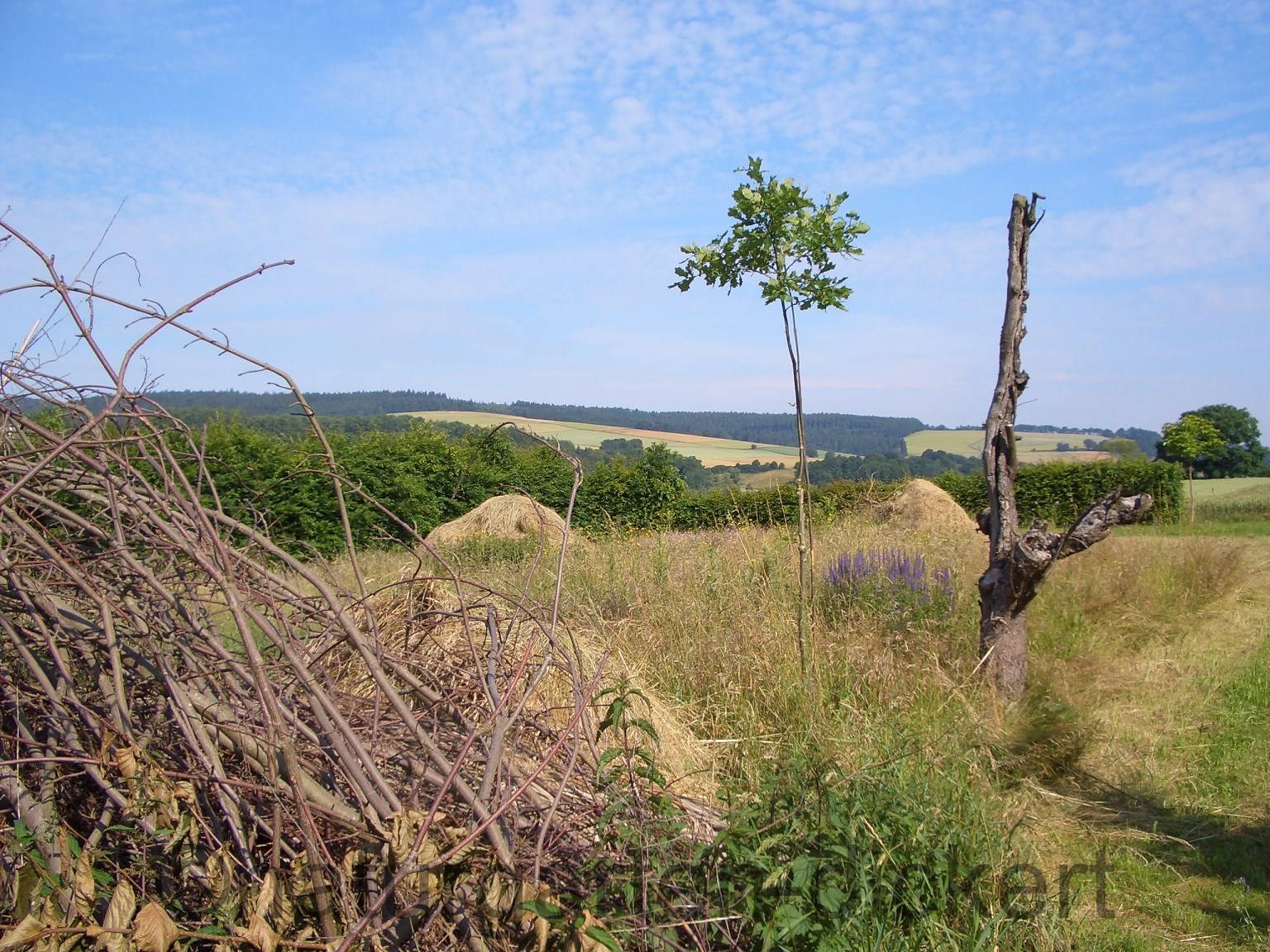 Naturgarten Dickert Eidechsen Und Schlangen