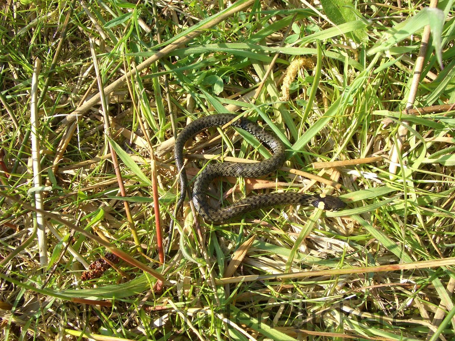 Naturgarten Dickert Eidechsen Und Schlangen