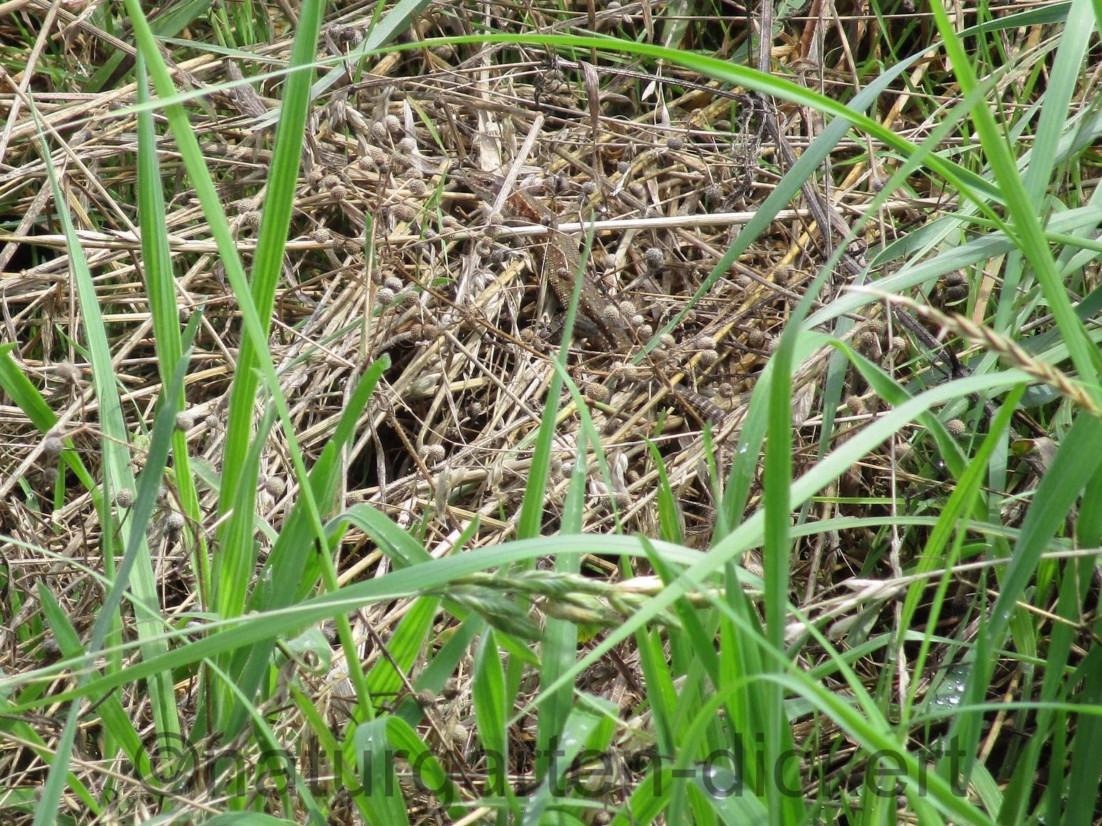 Naturgarten Dickert Eidechsen Und Schlangen