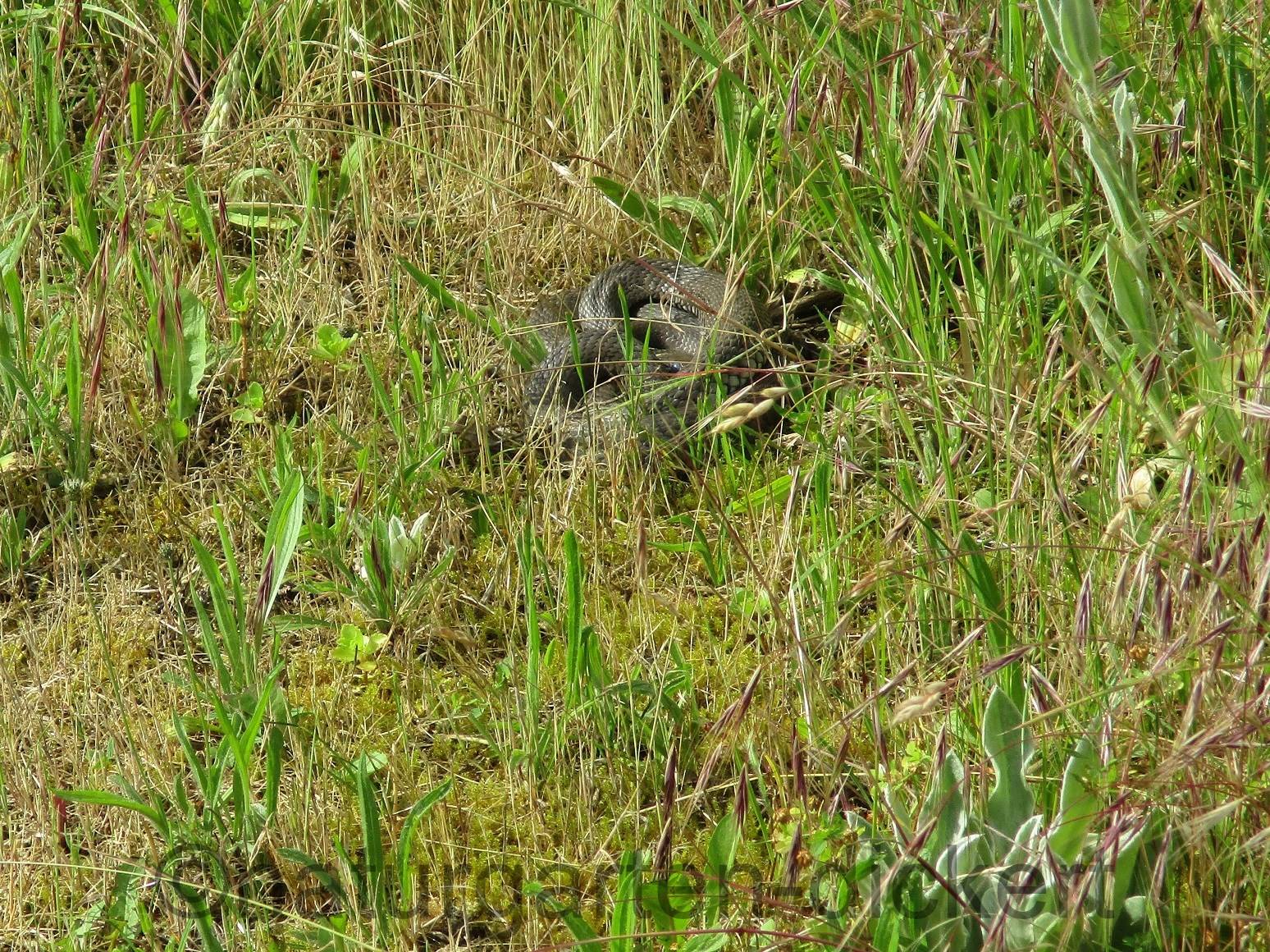 Naturgarten Dickert Eidechsen Und Schlangen