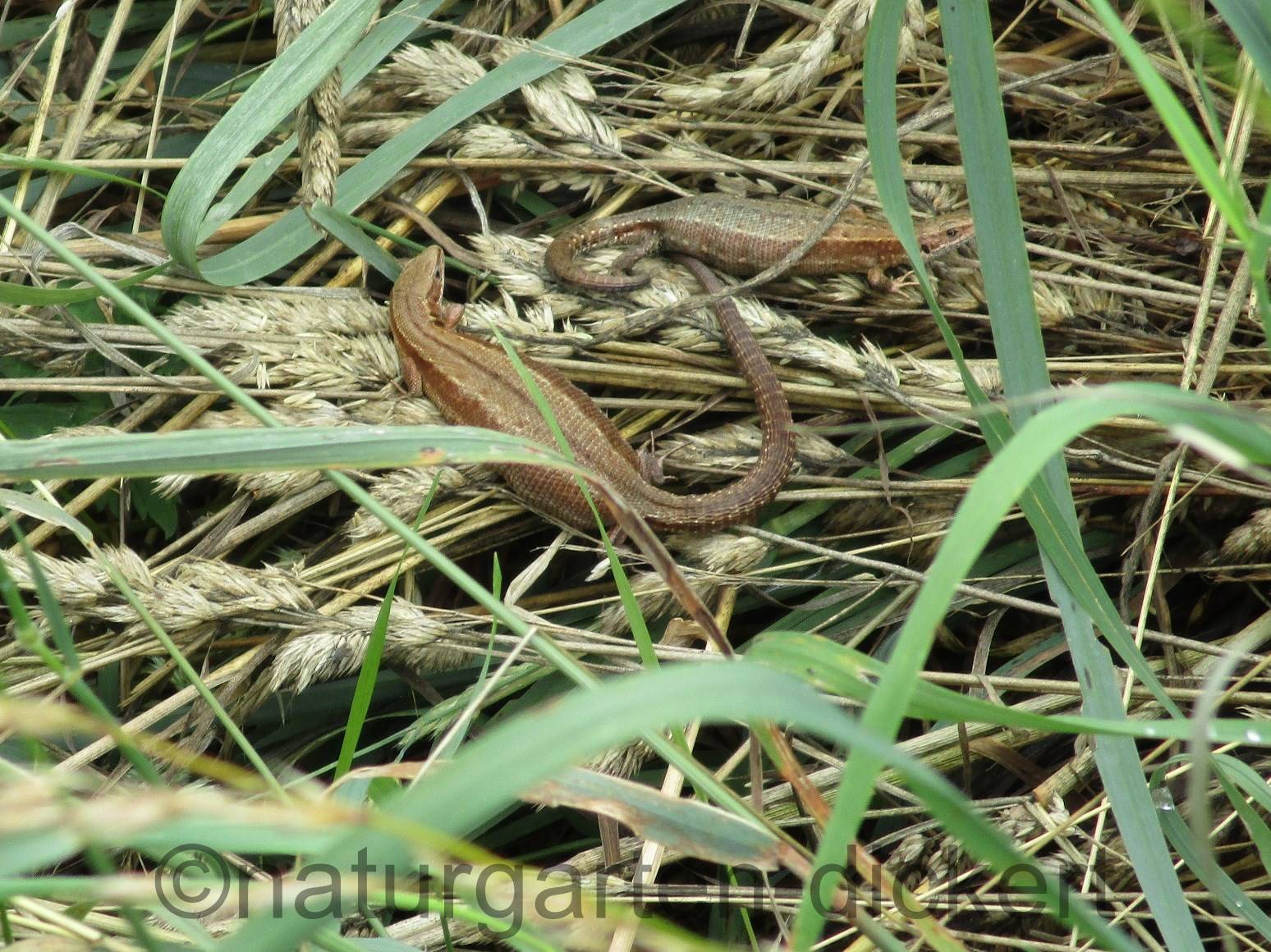 Naturgarten Dickert Eidechsen Und Schlangen