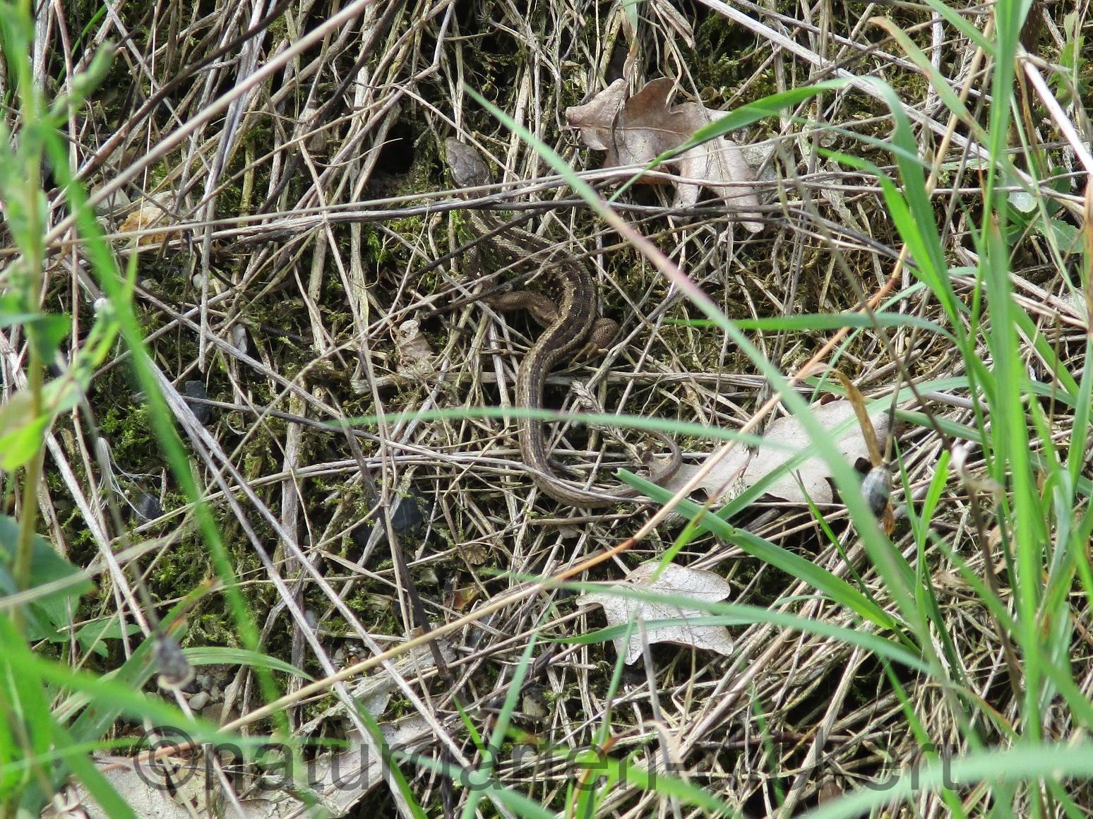 Naturgarten Dickert Eidechsen Und Schlangen