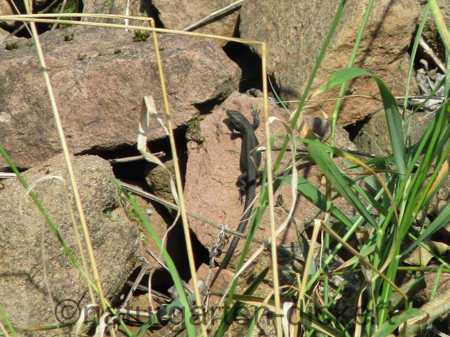 Naturgarten Dickert Eidechsen Und Schlangen